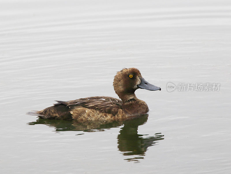 簇毛鸭(Aythya fuligula)幼年雌性